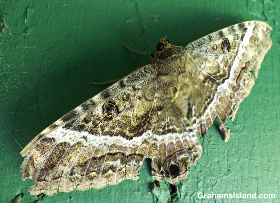 This black witch moth shows the wear and tear of everyday life.