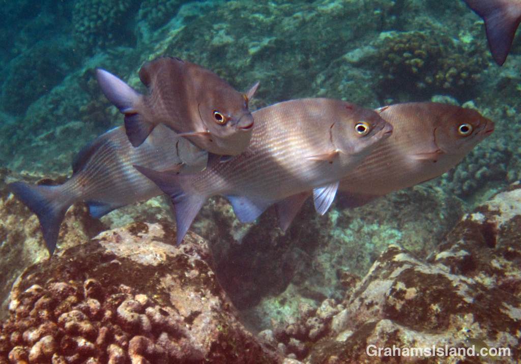A gray chub in the waters off the Big Island