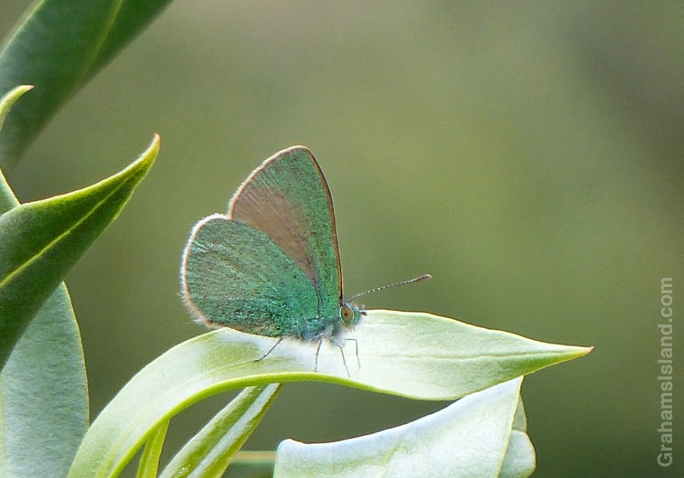 A Hawaiian blue butterfly in the Big Island