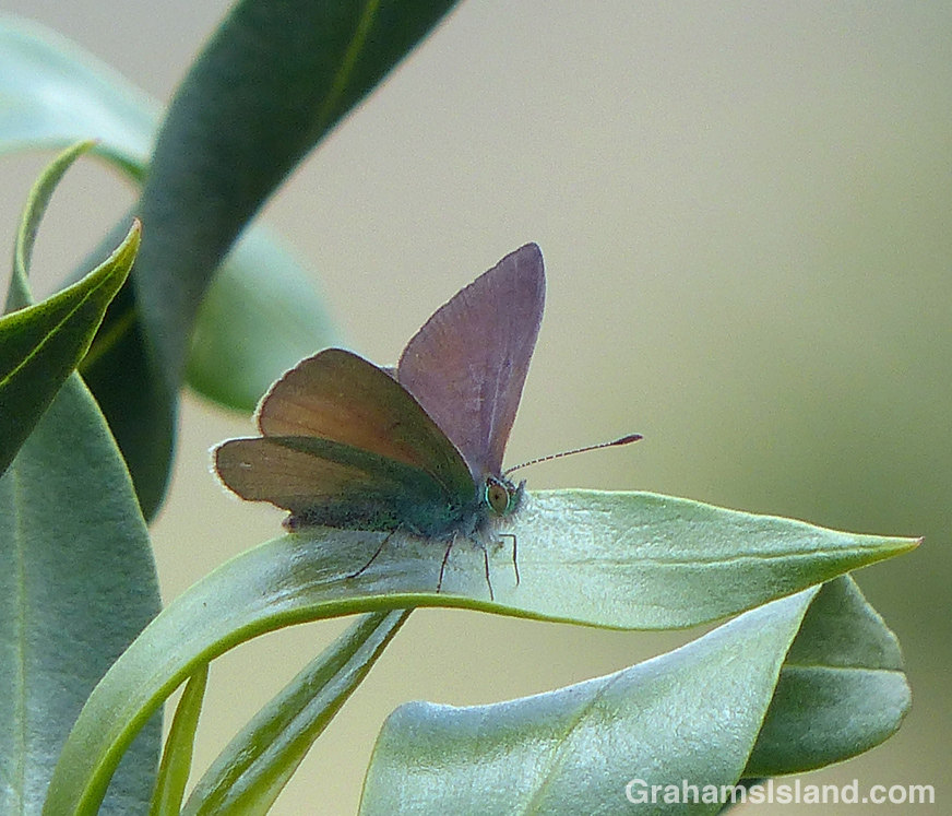 A Hawaiian blue butterfly in the Big Island
