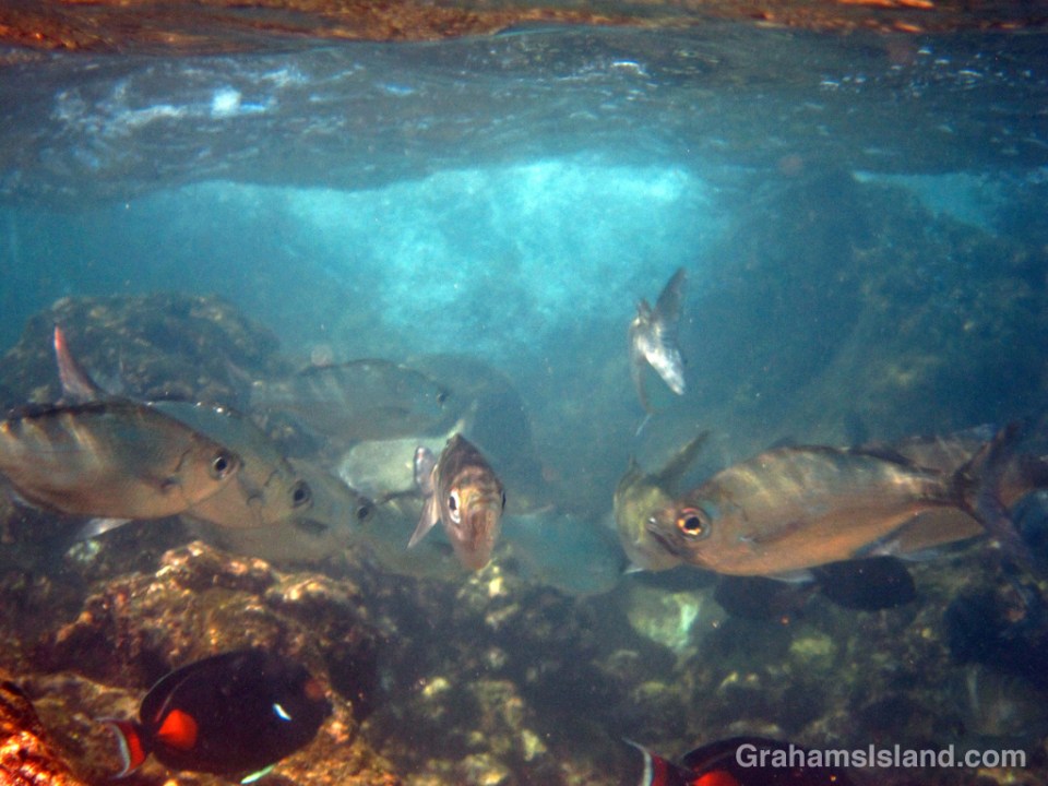 Hawaiian flagtails and achilles tangs in shallow surging water