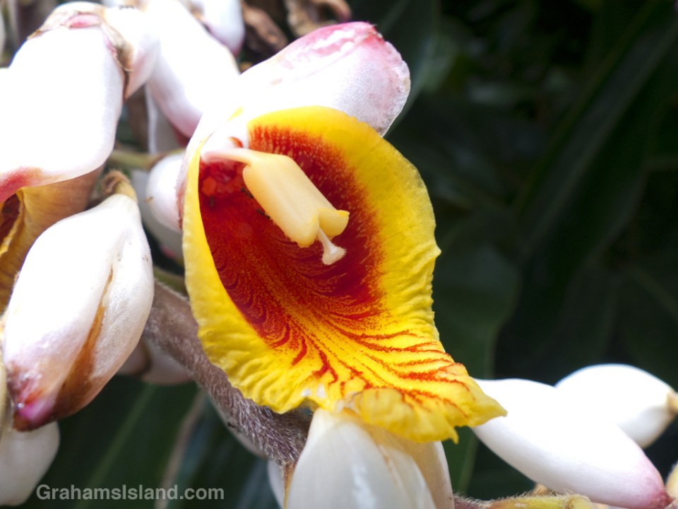 A shell ginger flower opens to reveal a striking red and yellow interior.