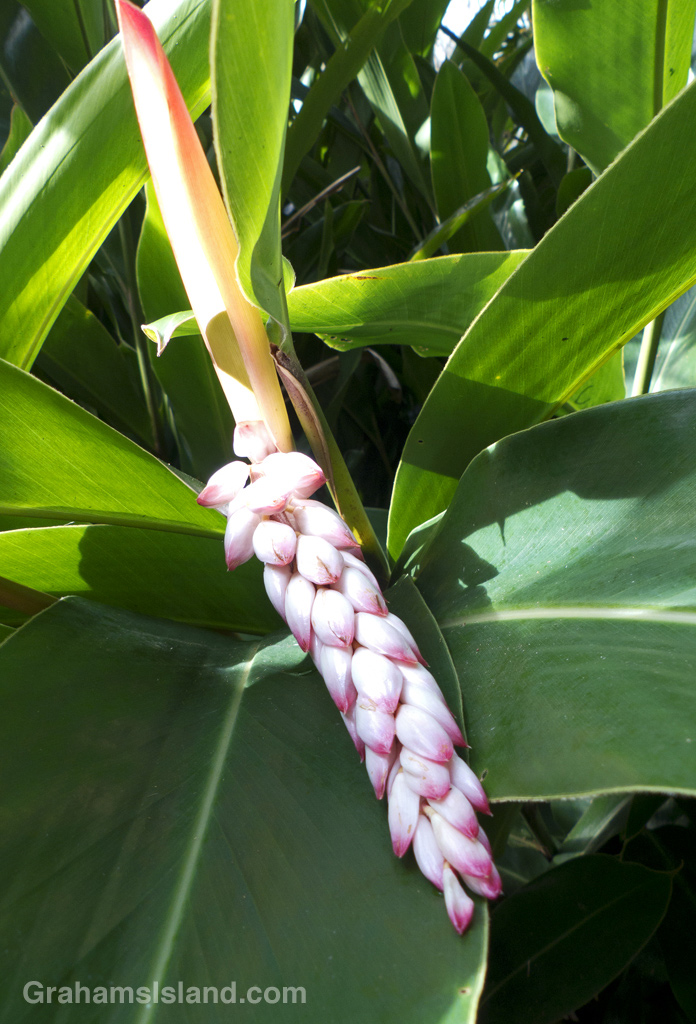 A shell ginger flower