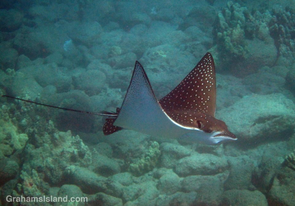 A spotted eagle ray swimming off the Big Island.