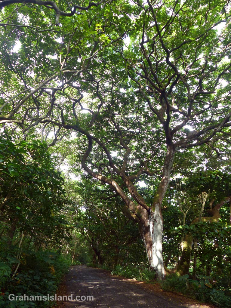 The road to the beach in Waipi'o Valley is lined with wonderful curly-branched trees.