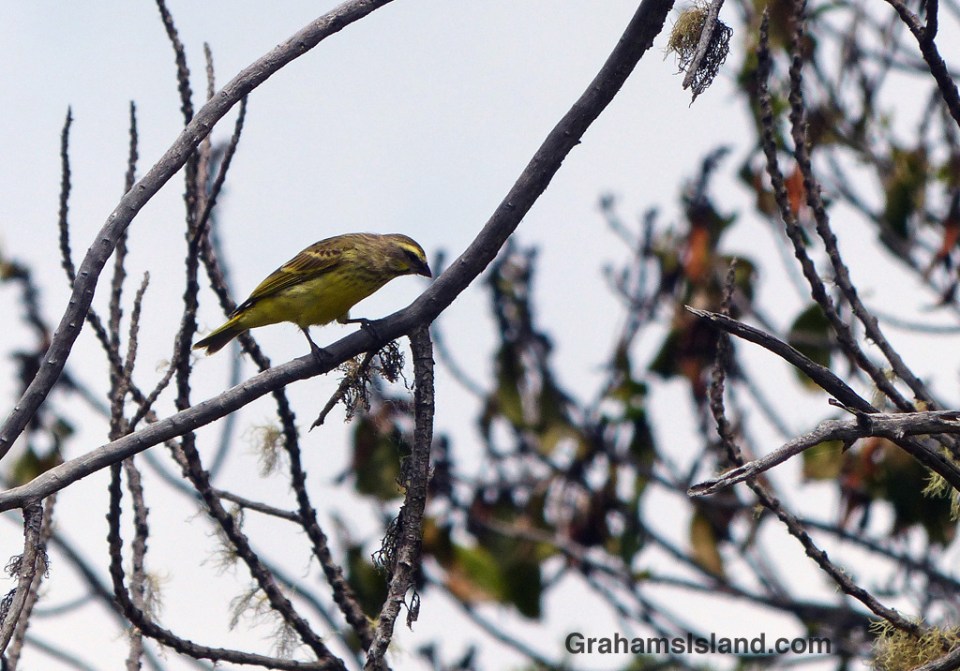 A yellow-fronted canary surveys the scene at the Palila Forest Discovery Trail on the lower slopes of Mauna Kea.