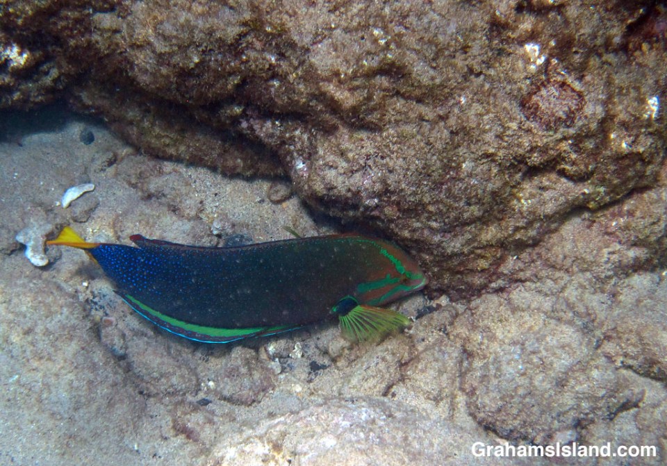 A female yellowtail coris