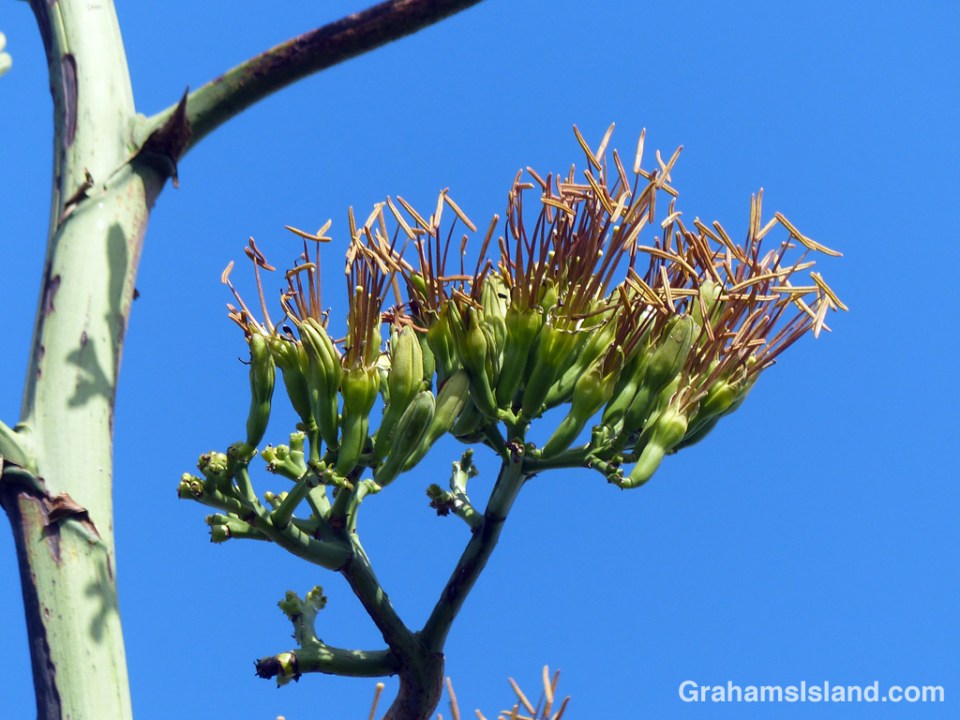 Agave sisalana flowers 