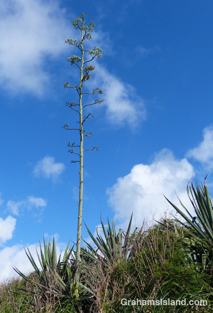 The flower stem of an agave sisalana 