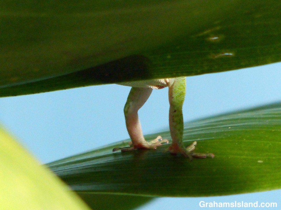 A green anole doing pushups on a ti leaf