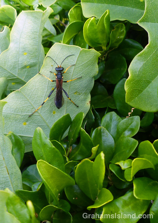 A black and yellow mud dauber wasp