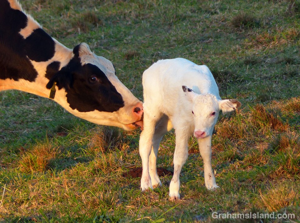 A new born calf is cleaned by his mother.