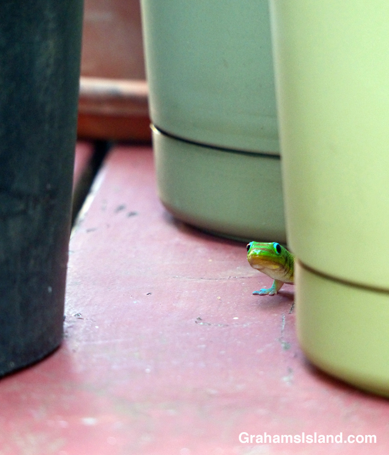 A gold dust day gecko peers out from behind a flowerpot.