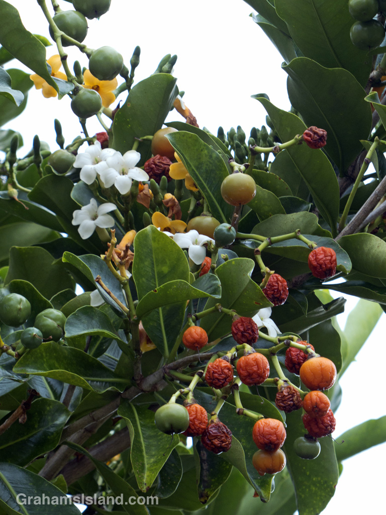 The flowers and fruits of a fagraea berteriana tree