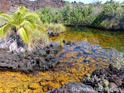 The Golden Pools of Keawaiki. The golden color is due to a unique algae.