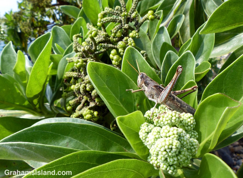 A grasshopper, tucked away in the foliage of a tree heliotrope
