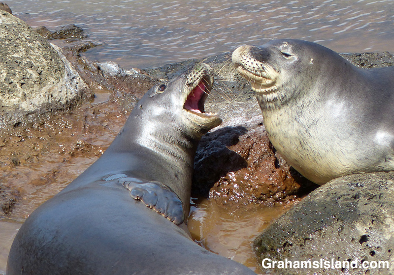 Two Hawaiian monk seals tussle in a tide pool.