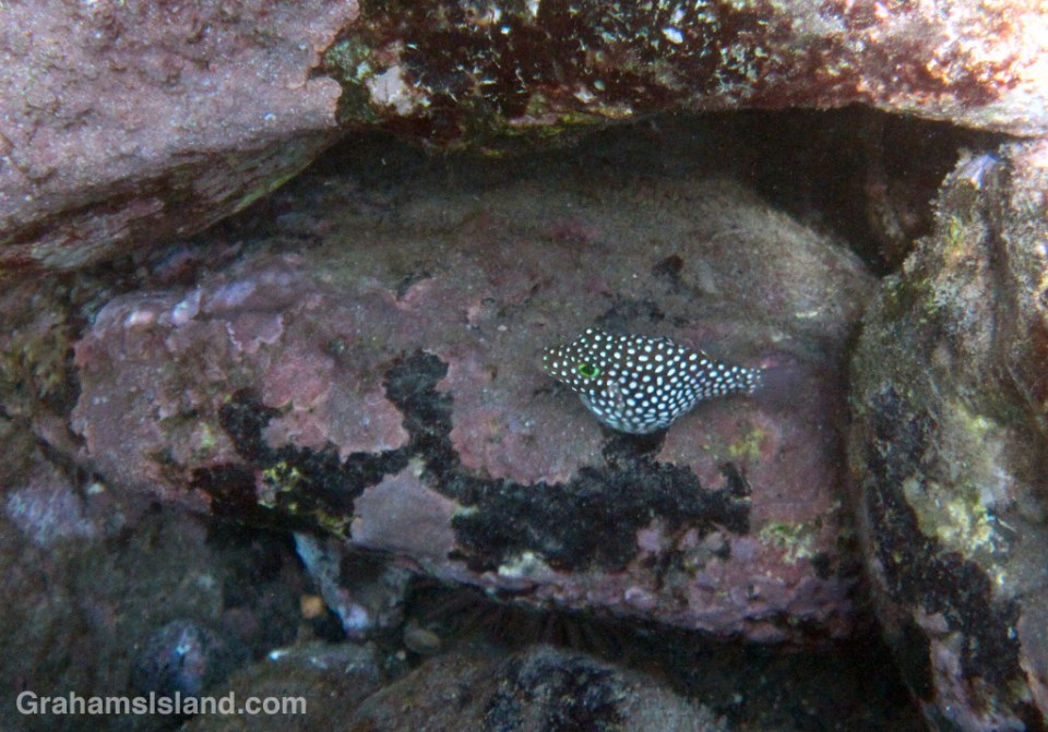 A female Hawaiian whitespotted toby preparing to lay eggs