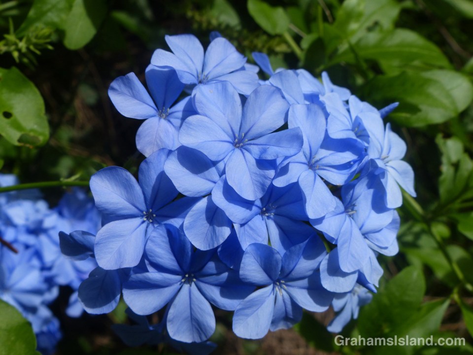 Plumbago auriculata is a fairly common shrub most notable for its stunning blue flowers.