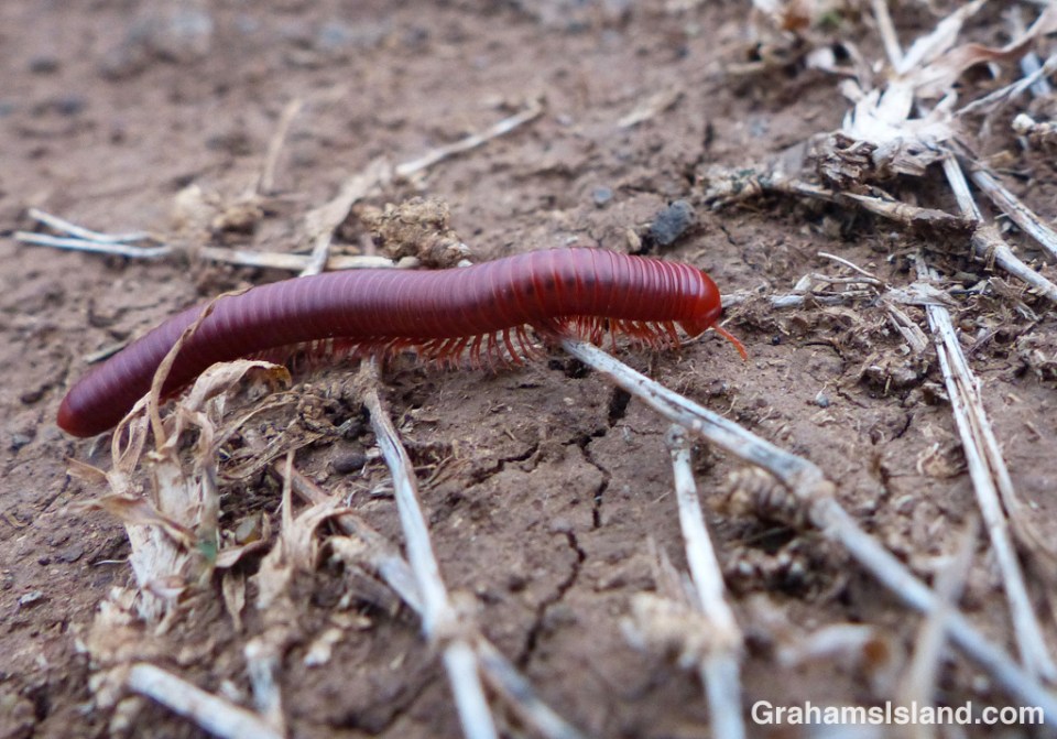 A rusty millipede on the Big Island.