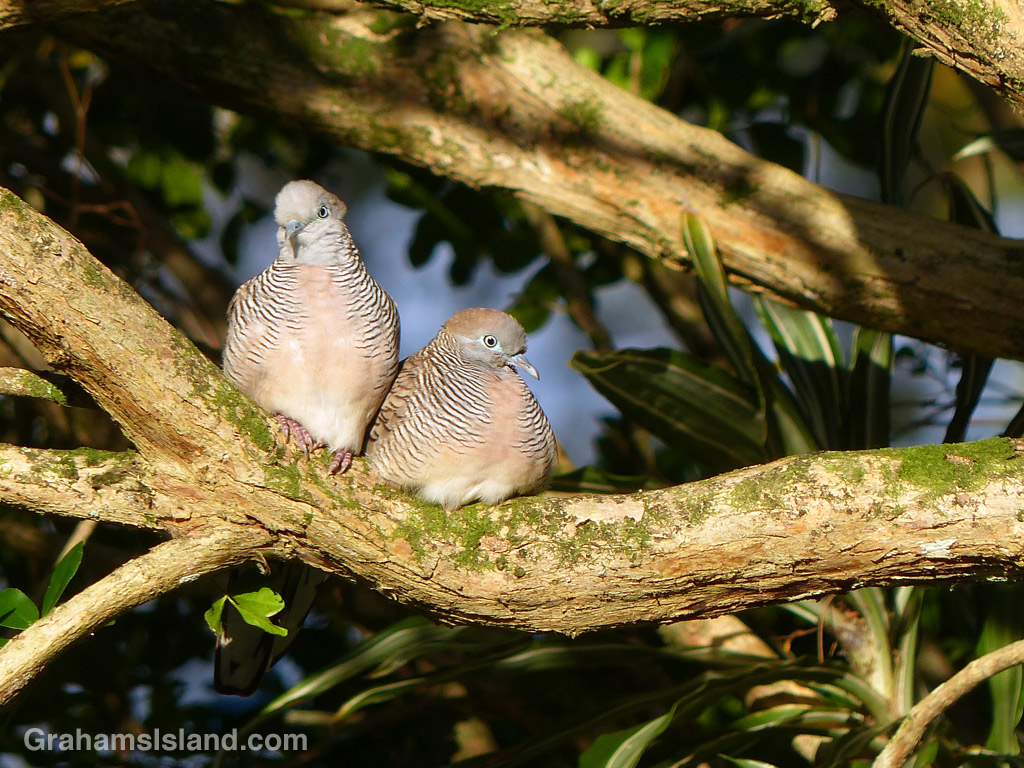 A pair of zebra doves perch on a mock orange branch