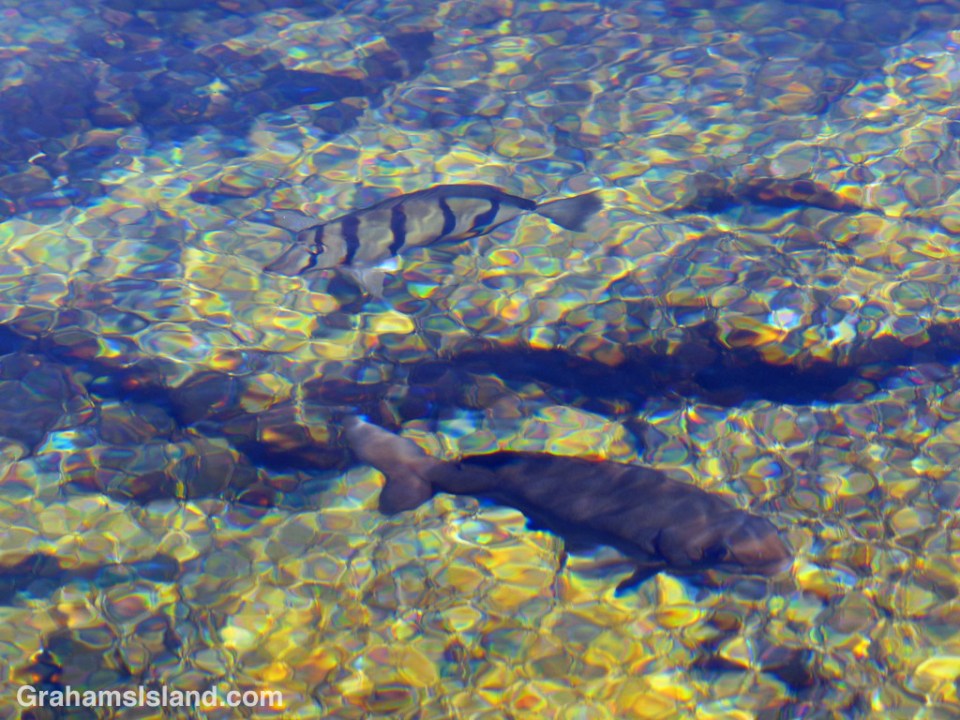 Fish swim in an anchialine pond at the Queen’s Bath in Kaloko-Honokohau National Historical Park.
