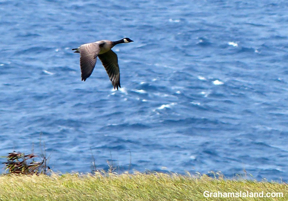 A cackling goose on the Big Island