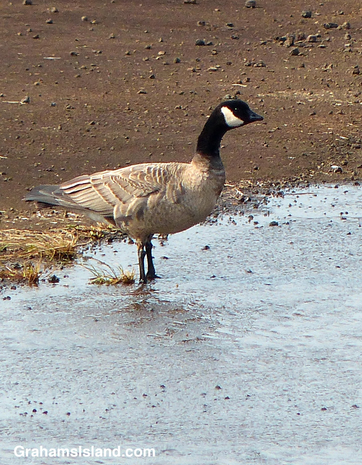 A cackling goose on the Big Island