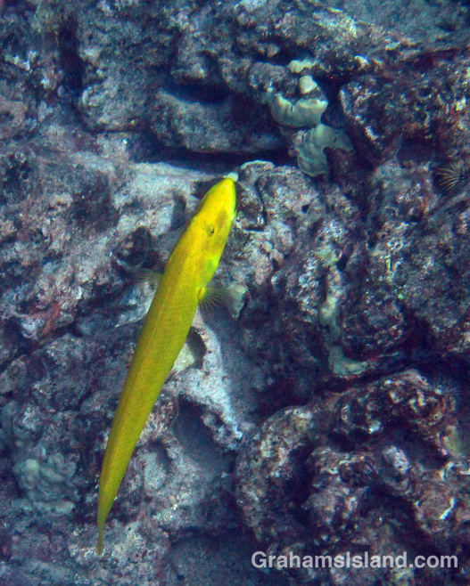 A female cigar wrasse carries its prey.