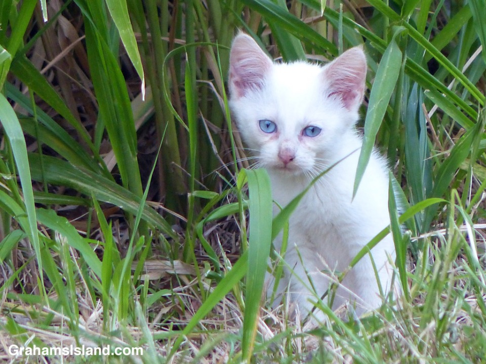 A white feral kitten with icy blue eyes