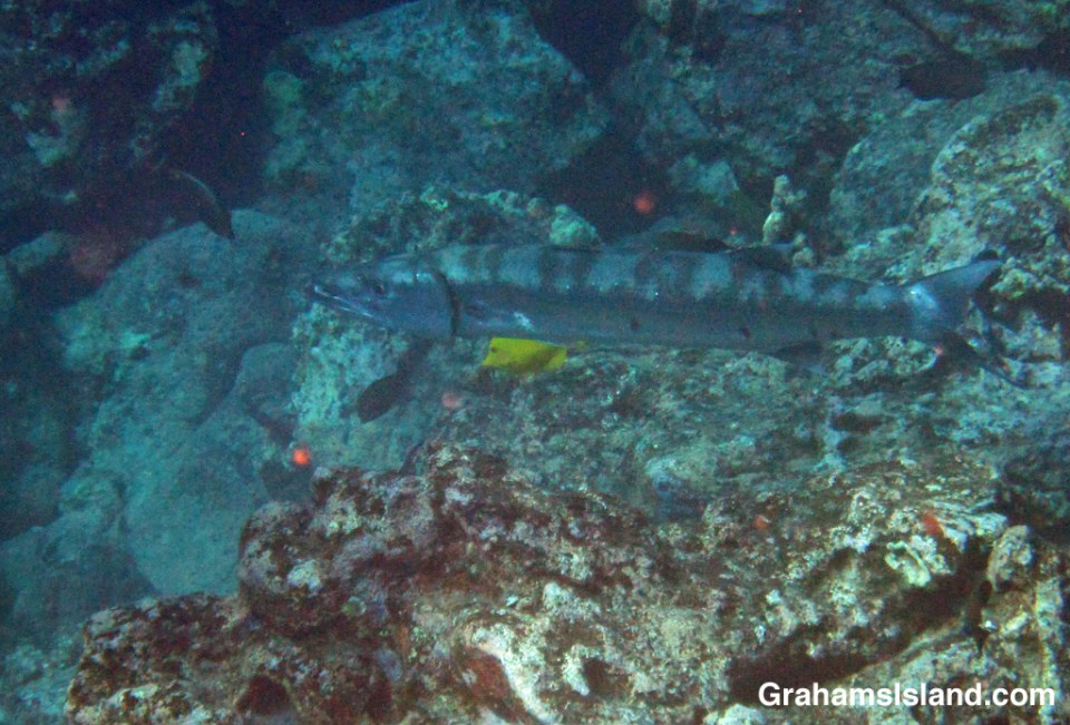 A great barracuda prowls a Big Island reef.