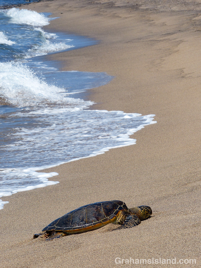A Hawiian green turtle rests at Kaloko-Honokohau National Historical Park.