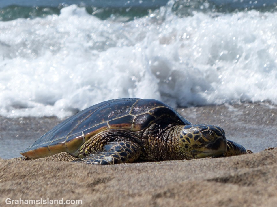 A Hawiian green turtle rests at Kaloko-Honokohau National Historical Park.
