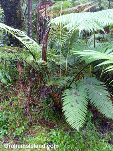 A hapuu fern on the Big Island