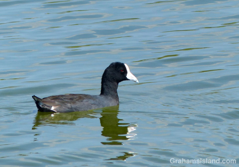 A Hawaiian coot cruising ’Aimakapa Fishpond in Kaloko-Honokohau National Historical Park.