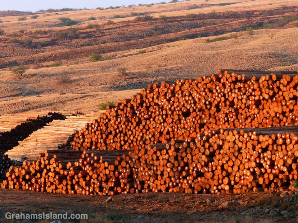Eucalyptus logs at the log yard at Kawaihae.