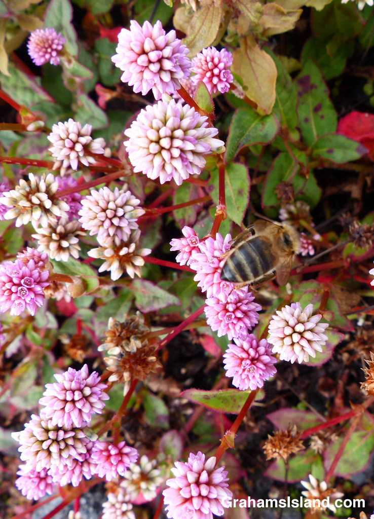 Pinkhead smartweed growing alongside Saddle Road on the Big Island.