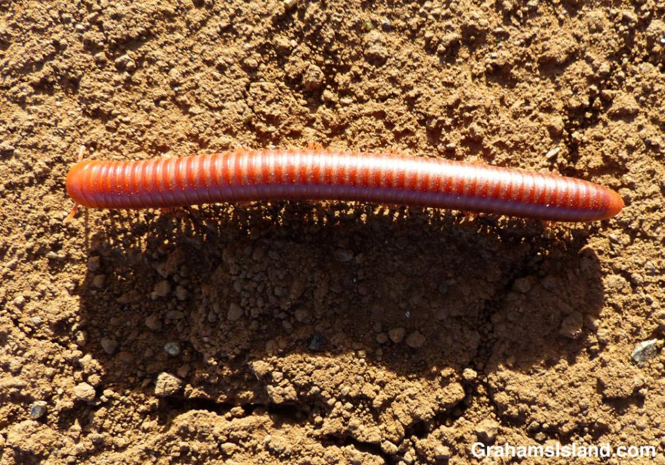 A rusty millipede casts a giant shadow.