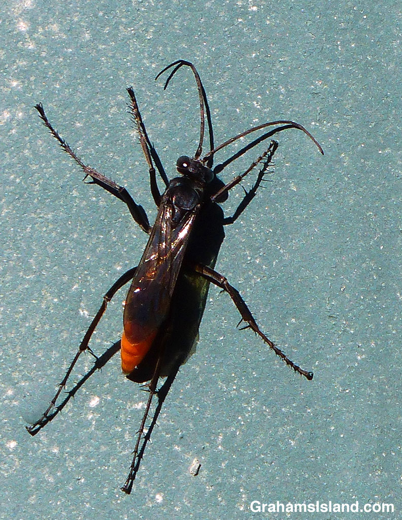A sphecid wasp, P. fervens