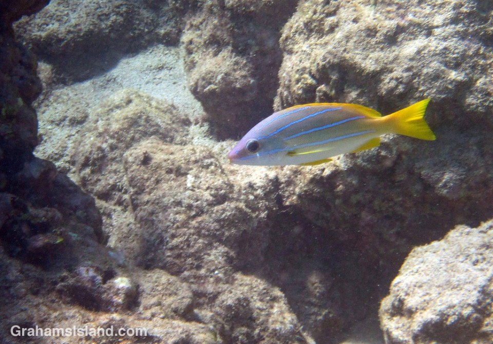 A bluestripe snapper in the waters off the Big Island
