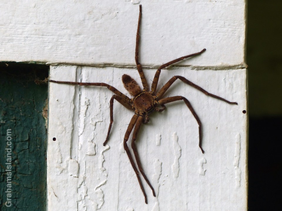 A cane spider on the Big Island of Hawaii