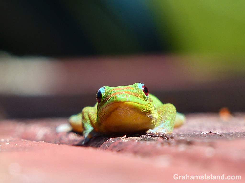 A gold dust day gecko at eye level