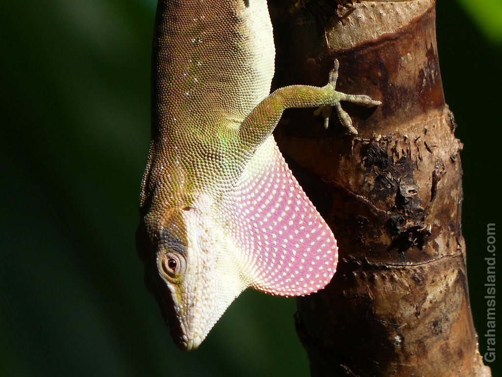 A green anole puffs out its dewlap.