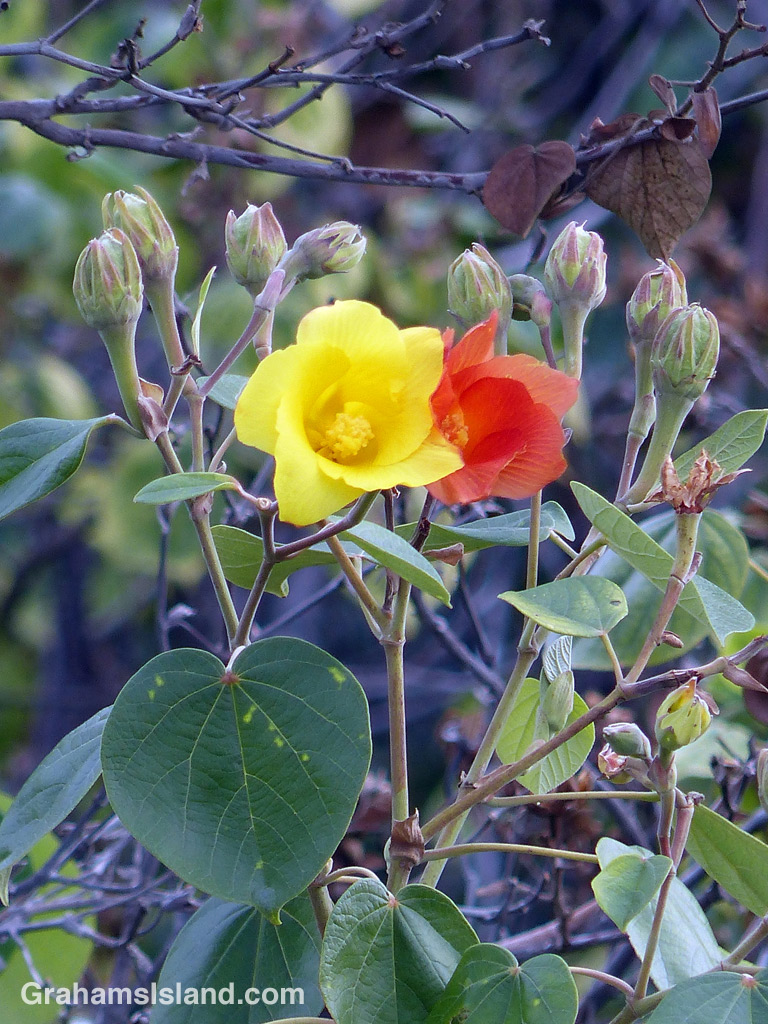 A hibiscus tiliaceus at the Golden Ponds of Keawaiki on The Big Island of Hawaii