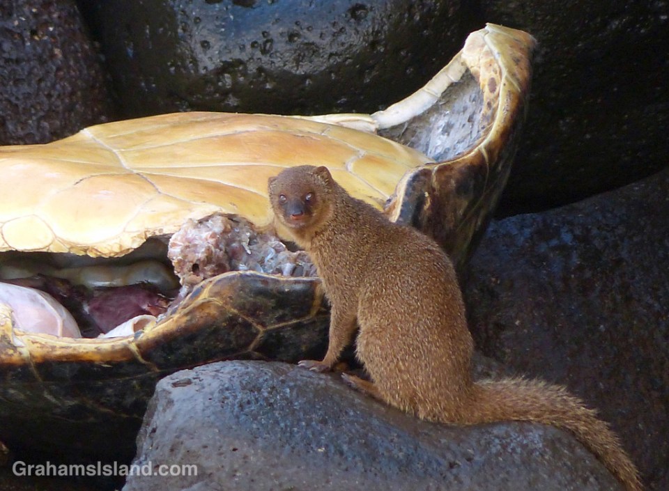 A mongoose about to feast on a dead green turtle on the Big Island.