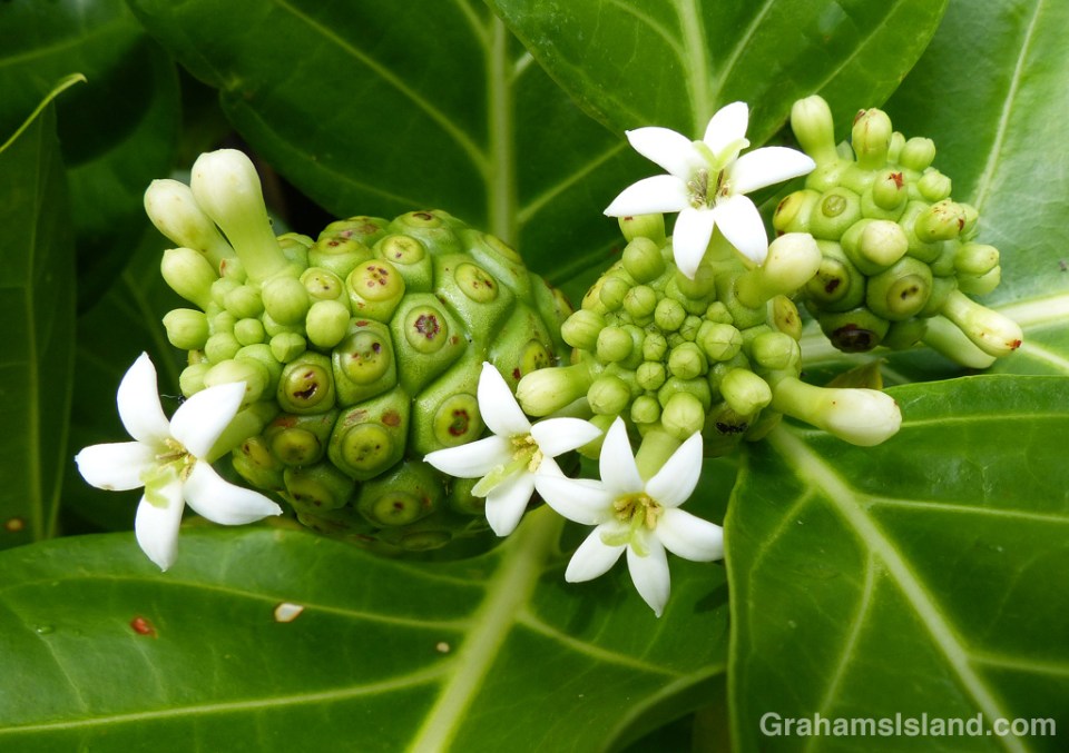The flowers of a morinda citrifolia plant on the Big Island of Hawaii