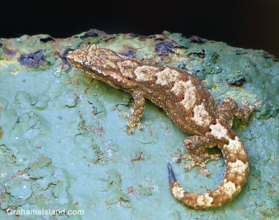 A mourning gecko on rusty metal