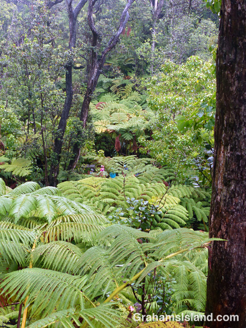 The path to Thurston Lava Tube at Hawaii Volcanoes National Park.