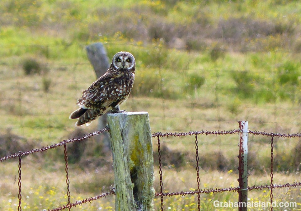 A Pueo, or Hawaiian short-eared owl, sits on a post beside Old Saddle Road on the Big Island.