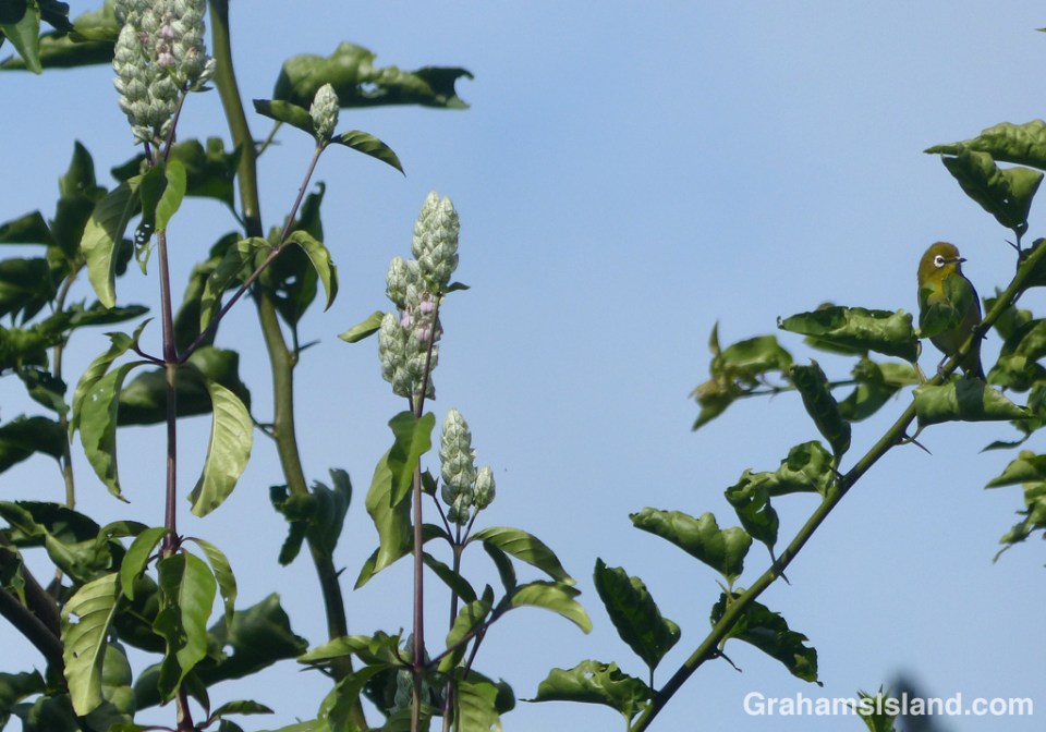 A Japanese white-eye on a squirrels tail plant